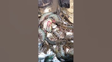 #Shorts miền tây quê em