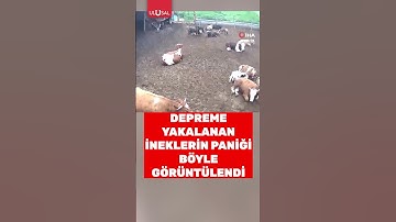 Depreme yakalanan ineklerin paniği böyle görüntülendi #shorts #deprem #inek