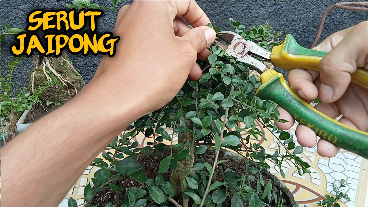 Cara Memangkas Ranting Bonsai Serut untuk Hasil yang Sempurna