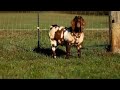 Dappled Boer Goat from the US now at Jomar Hizon’s farm at Cabalantian , Bacolor , Pampanga