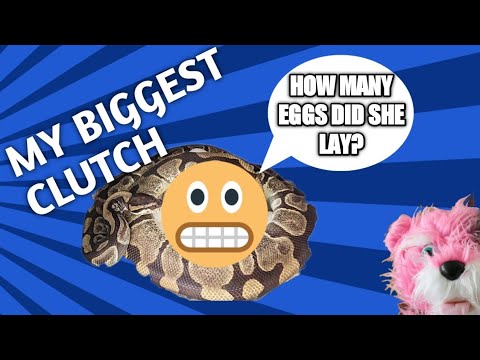 Pulling my biggest Ball Python Clutch to date