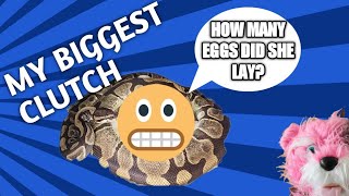 Pulling my biggest Ball Python Clutch to date Net Worth