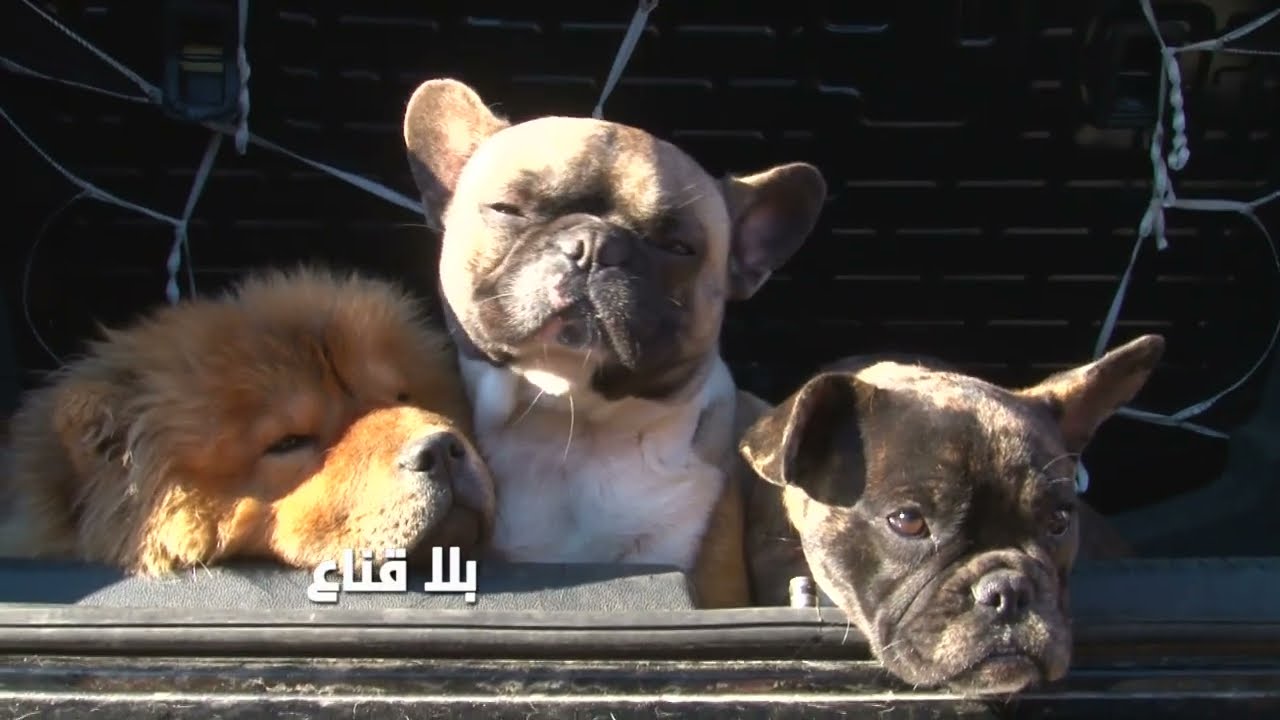 زيادة الإقبال على اقتناء الكلاب خاصة الكلاب التي تشبه الأسود...الأسعار بداية من مليونين