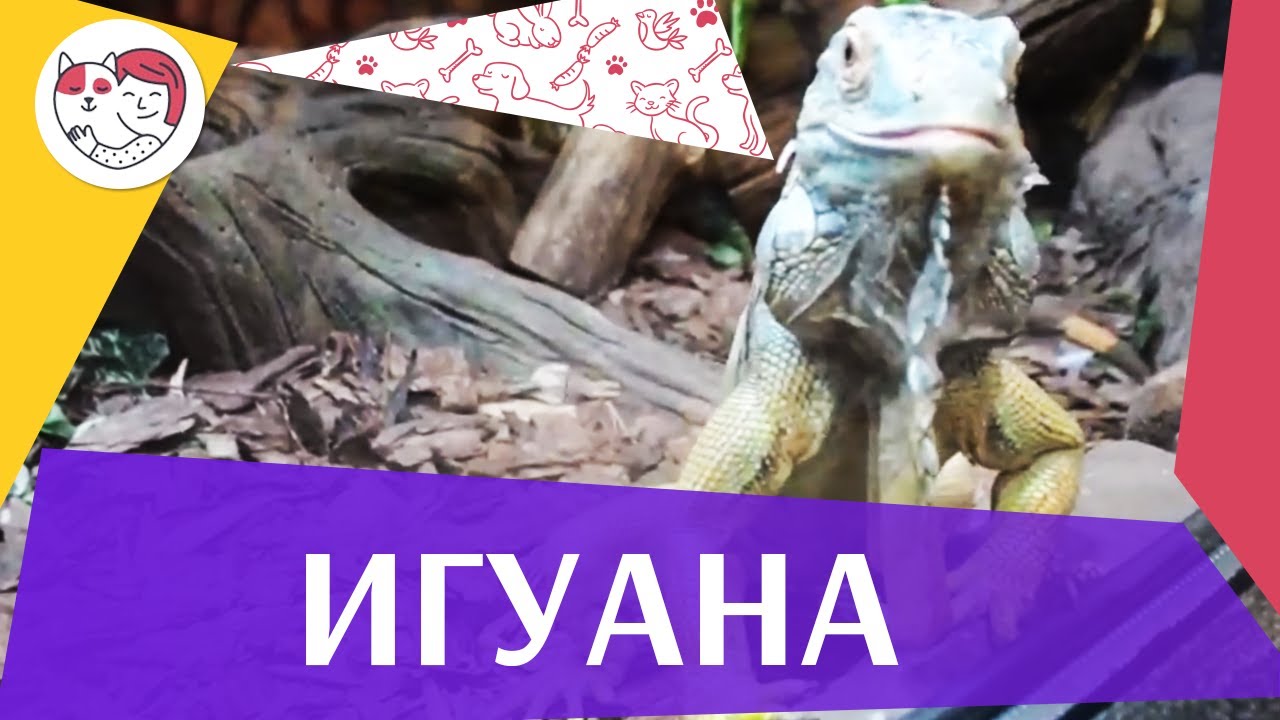 питомцы кукол лол Игуана Систематика и этимология на ilikepet