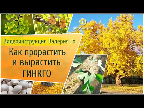 Как прорастить и вырастить Гинкго?!