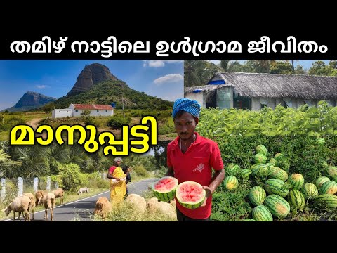 മാനുപ്പട്ടിയിലെ ഉൾഗ്രാമ കാഴ്ച്ചകൾ ഇതൊക്കെയാണ് | Village Life in Tamil Nadu | Manupatti, Udumalpet