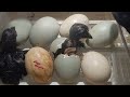 Time lapse chicken hatching