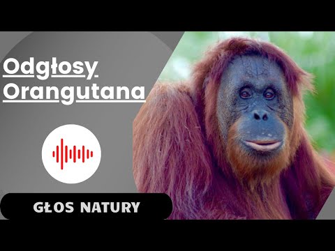 Wideo: Czy ludzie są bliżej spokrewnieni z gorylami lub orangutanami?