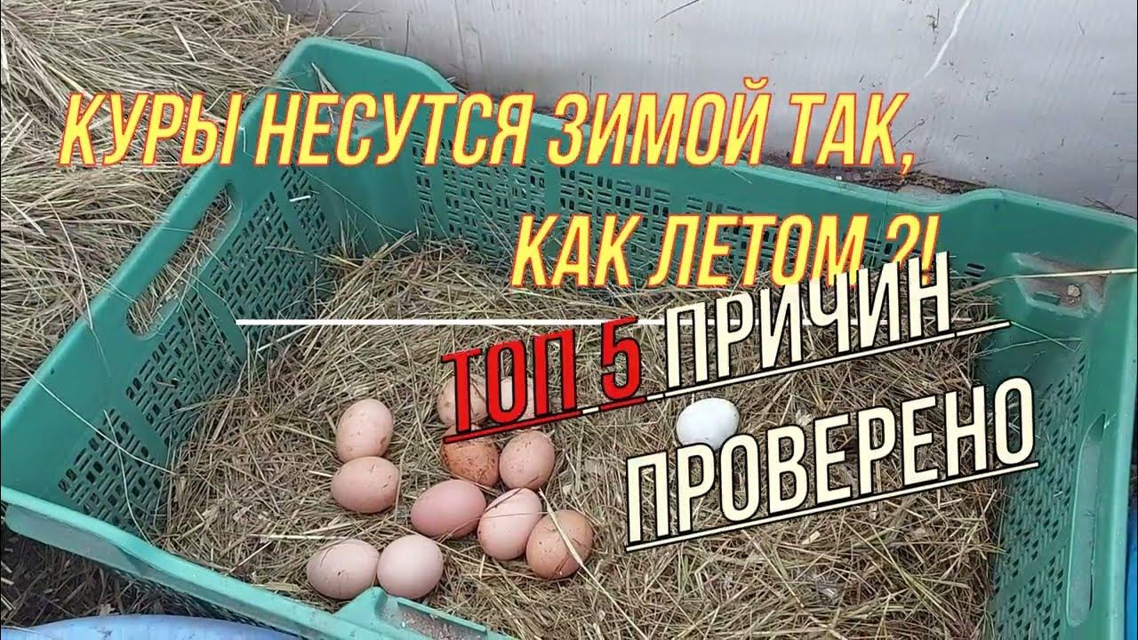 Куры стали плохо нестись летом. Как несутся куры видео.