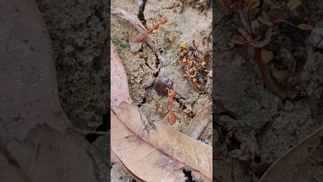 Fire Ant versus Tick