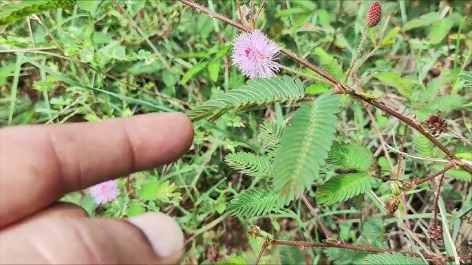Surat uyatchan, lekin yechinmoqda Surat uyatchan, lekin yechinmoqda