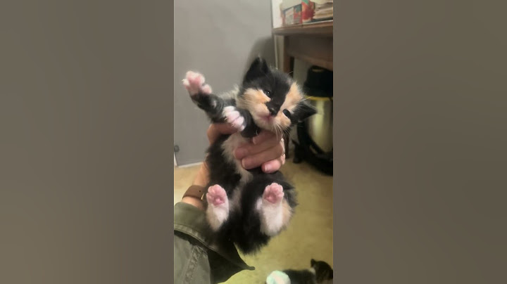 #cuteanimal #cute #kitten #love #cutepets