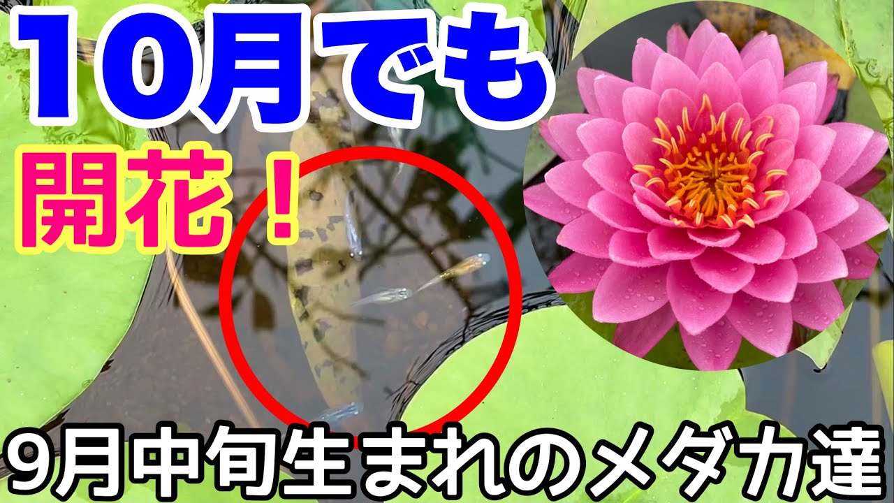 簡単メダカビオトープ 省スペース 低予算で楽しめる簡単お洒落ビオトープの成長の軌跡 メダカ睡蓮ビオトープ Youtube