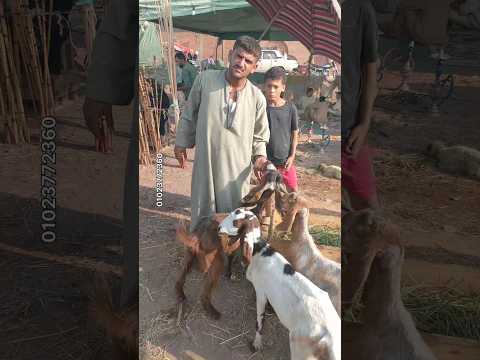 أسعار الماعز في الأسواق المصرية اليوم