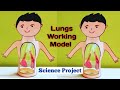 Lungs working modelrespiratory system working modelscience project for exhibitionkansal creation