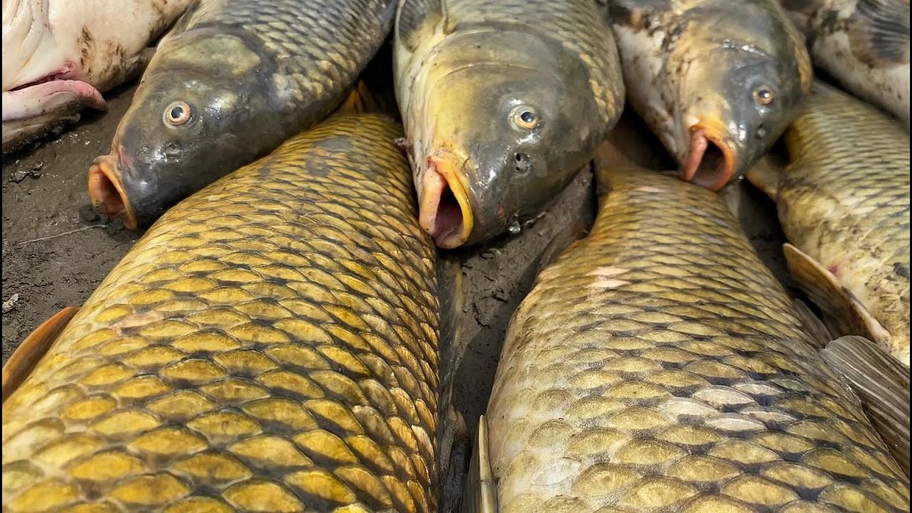 صيد 46 ‏كيلو سمك كارب  وحدي ‏الجزء ‏الأول