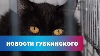 Губкинский приют для животных ожидает наплыв «отказников»