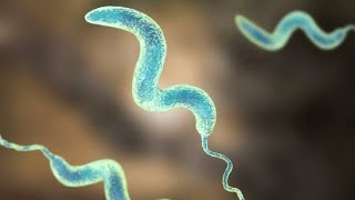 Campylobacter & Guillain-Barré Syndrome 🧠