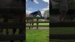 Girl Climbs a Fence to Pet a Horse