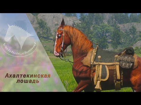 Видео: Ахалтекинская лошадь RDR2