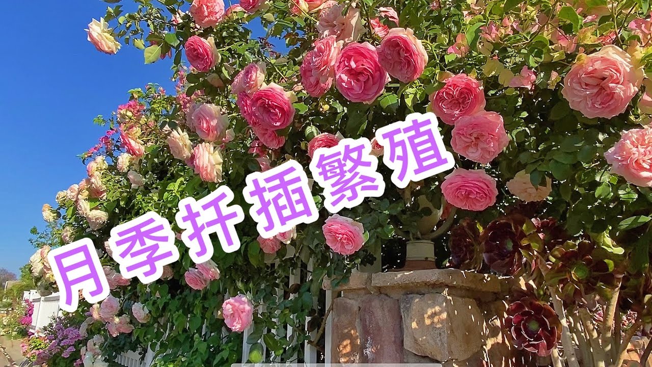 （园艺篇28）这个月季玫瑰的繁殖方法失败了！有更好的方法搜索：园艺篇135