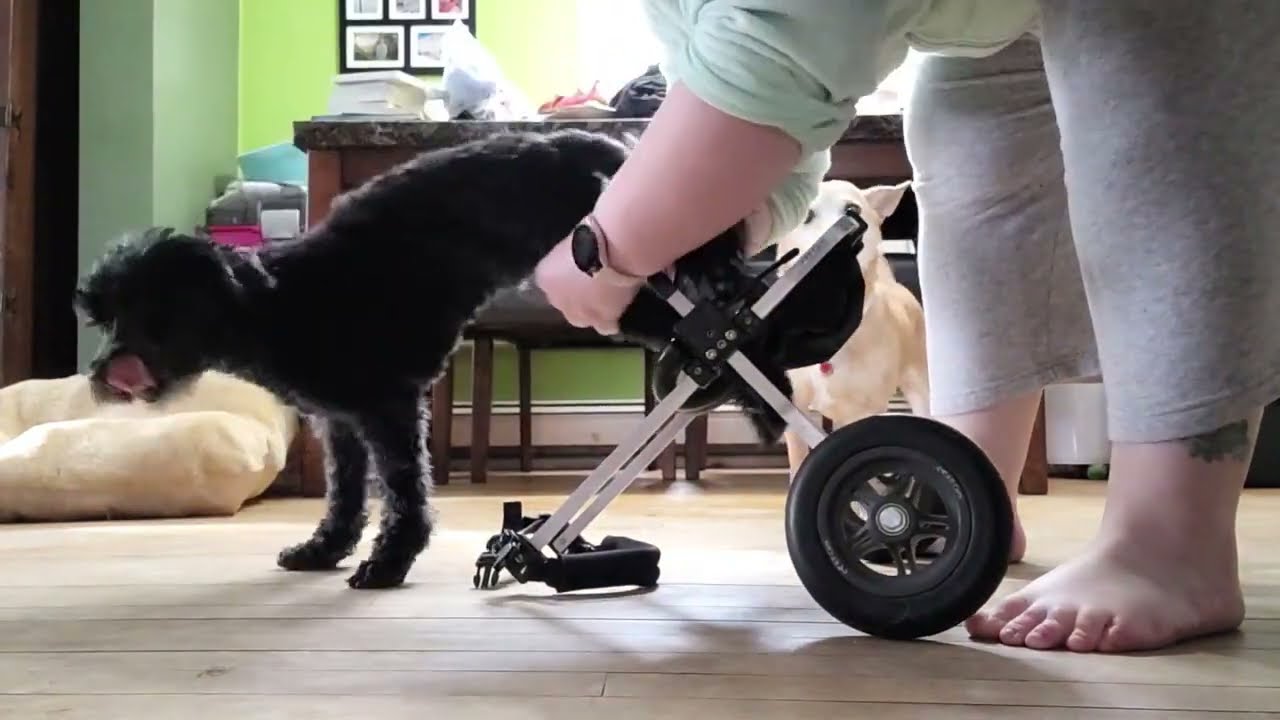 Amazing dog Broken back