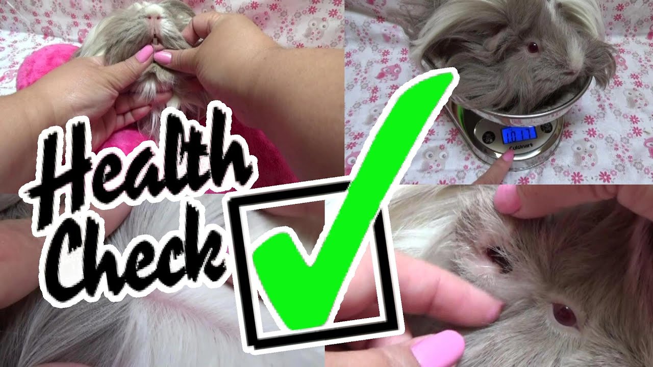 Guinea Pig Health Check: Daily and Weekly Routine