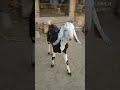 #popular #shortvideo #gujri #goat #100millionviews #100millionsubscriber #funny #trendingsong