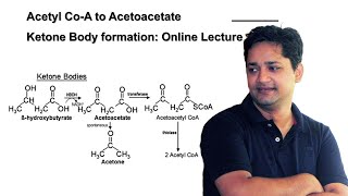 Acetyl Co-A to Acetoacetate