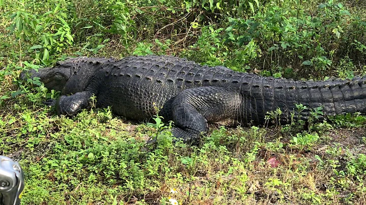 Alligator Ride 2020