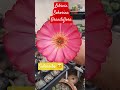 #mondaymotivation #blushingbeauty #beautifulflowers #cactus #colorscope #ytshorts #yt #ytviral#happy