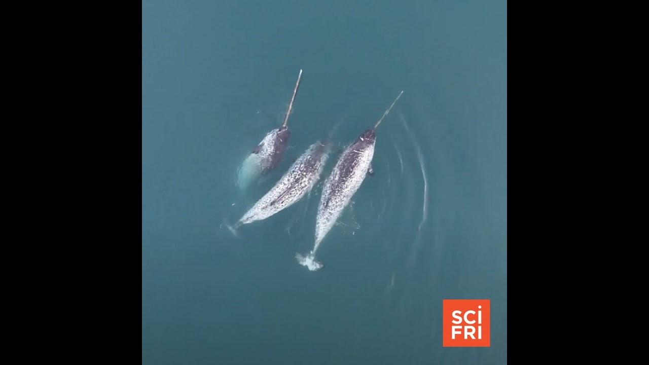 Footage Shows How Narwhals Use Tusks To Hunt And Play