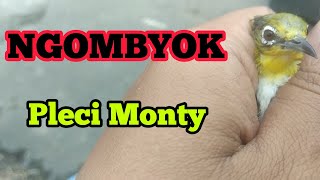 Cara Memilih Pleci Monty Montanus Jantan yang Bagus di Ombyokan