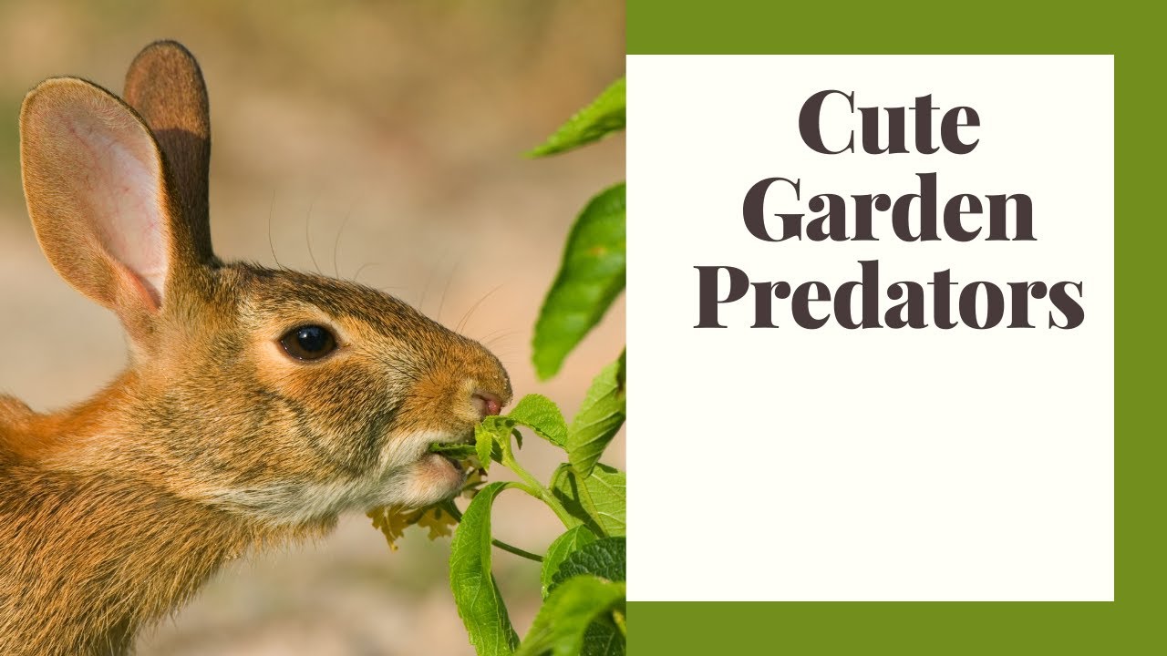 How to Keep Rabbits Out of Your Garden for Good!