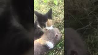 When you buy a cat to get rid of rats and this happens.. 😂 by Cats Are Stress Busters 79 views 1 year ago 1 minute, 25 seconds