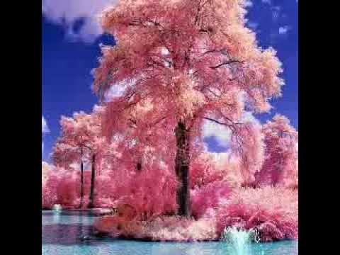 شرح المصحف الإلكتروني لل مكفوفين وال مبصرين مع أخوكم محمد عصام رستم