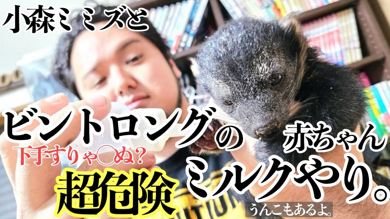 小森ミミズとビントロングの赤ちゃんミルクやり。(うんこもあるよ。)