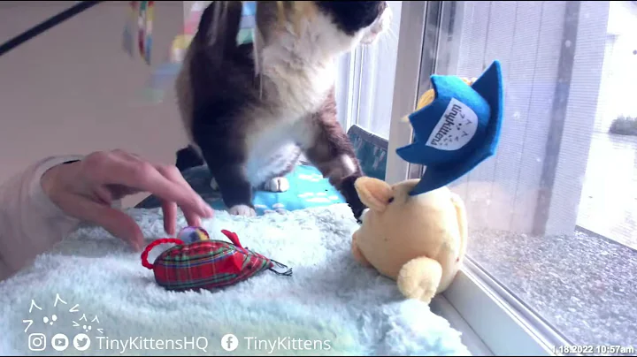 Auntie Suzanne packs Moggy's tiny suitcase!