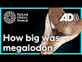 Megalodon Size Estimation Quiz