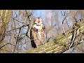 Great horn owl Trying to cast a pellet