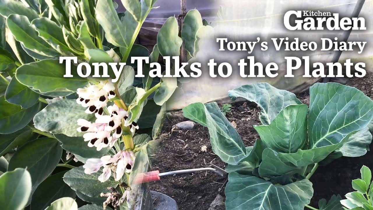 Tony talks to the plants and they talk back! | Tony's Video Diary - YouTube