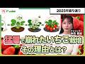 2025-26年イチゴ栽培はなぜ難しかったのか?猛暑・花芽遅れ・成り疲れから考える