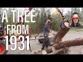 Sawing and Splitting an Oversized Ash Tree for Firewood With Kranman Hydraulic Trailer - E161