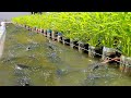 Using 1500 plastic bottles for backyard aquaponics farming fresh fish and growing water convolvulus