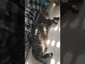 Сладкие? #cat #веселыекоты #кот #видосыоткота #котик #cats #catvideo #catvideos #catshorts#kitty