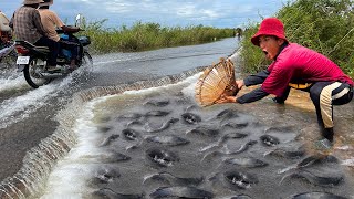 OMG! Unbelievable Catching A lot Catfish on the national road flooded