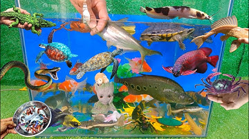 Tổng hợp video cá cảnh đẹp, cá mập trắng, cá nàng hai, rùa, cá trê mỏ vịt, cá vàng, cá koi, trê đốm