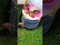 Rat trap Creativemouse trap tips at home #mousetrap #rattrap 6