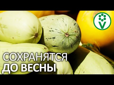 КАБАЧКИ СОХРАНЯТСЯ ДО ВЕСНЫ! Правильная уборка и хранение урожая кабачков