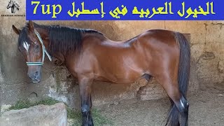 الخيول العربيه في اسطبل 7up نزلة السمان الهرم